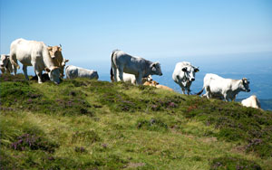 Vaches sur la montagne.