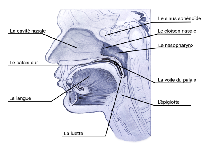 L'anatomie de la khecari mudra.