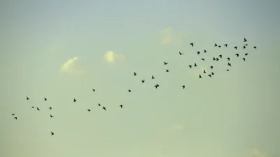 L'envol des oiseaux, symbole de l'éveil spirituel.