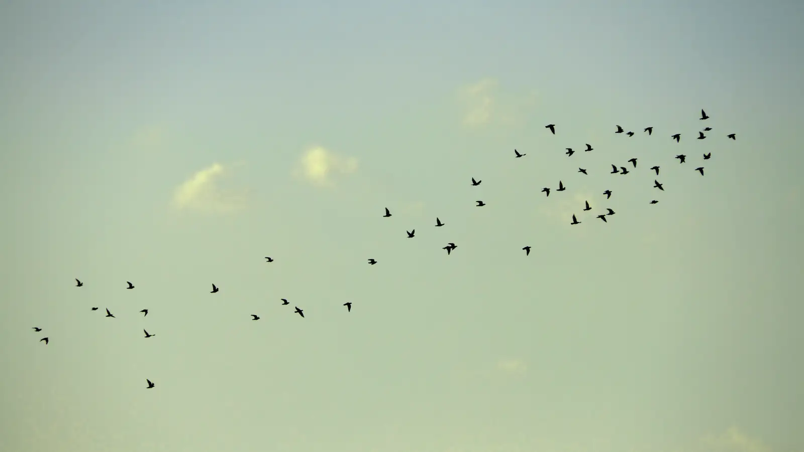 L'envol des oiseaux, symbole de l'éveil spirituel.