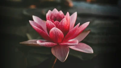 Fleur de lotus