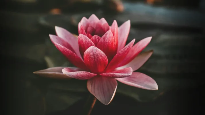 Fleur de lotus. Symbole de l'épanouissement spirituel