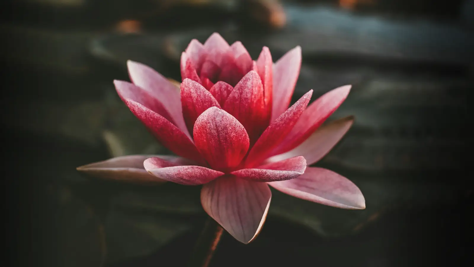 Fleur de lotus