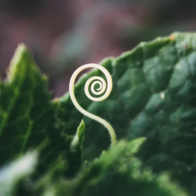 Kundalini comme une jeune pousse en spirale.
