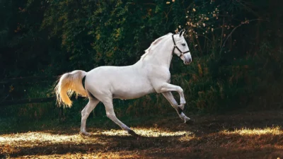 Cheval symbolisant l’origine du nom de l’ashvini mudra