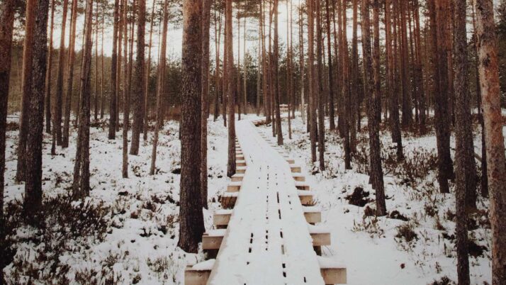 Une image d'un sentier en forret.